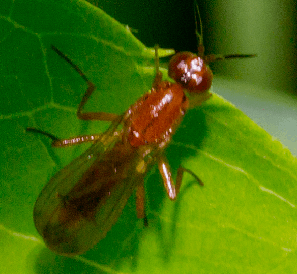 Insect 131