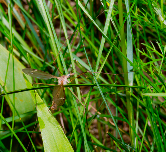 Insect 148