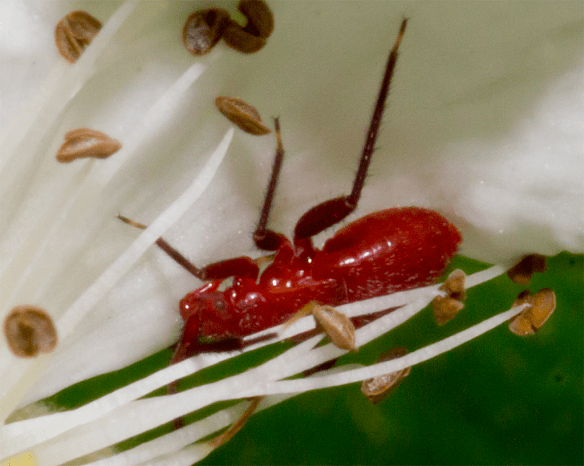 Today's bugs.