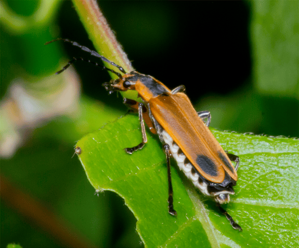 Insect 150