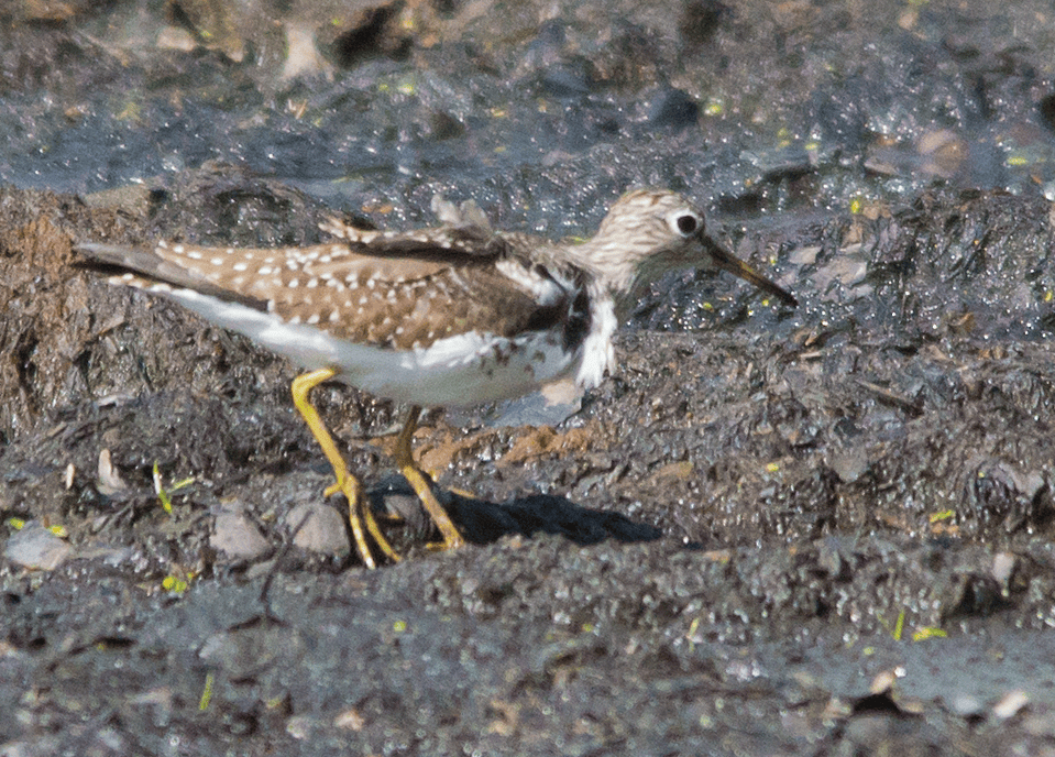 Lesser Yellowlegs