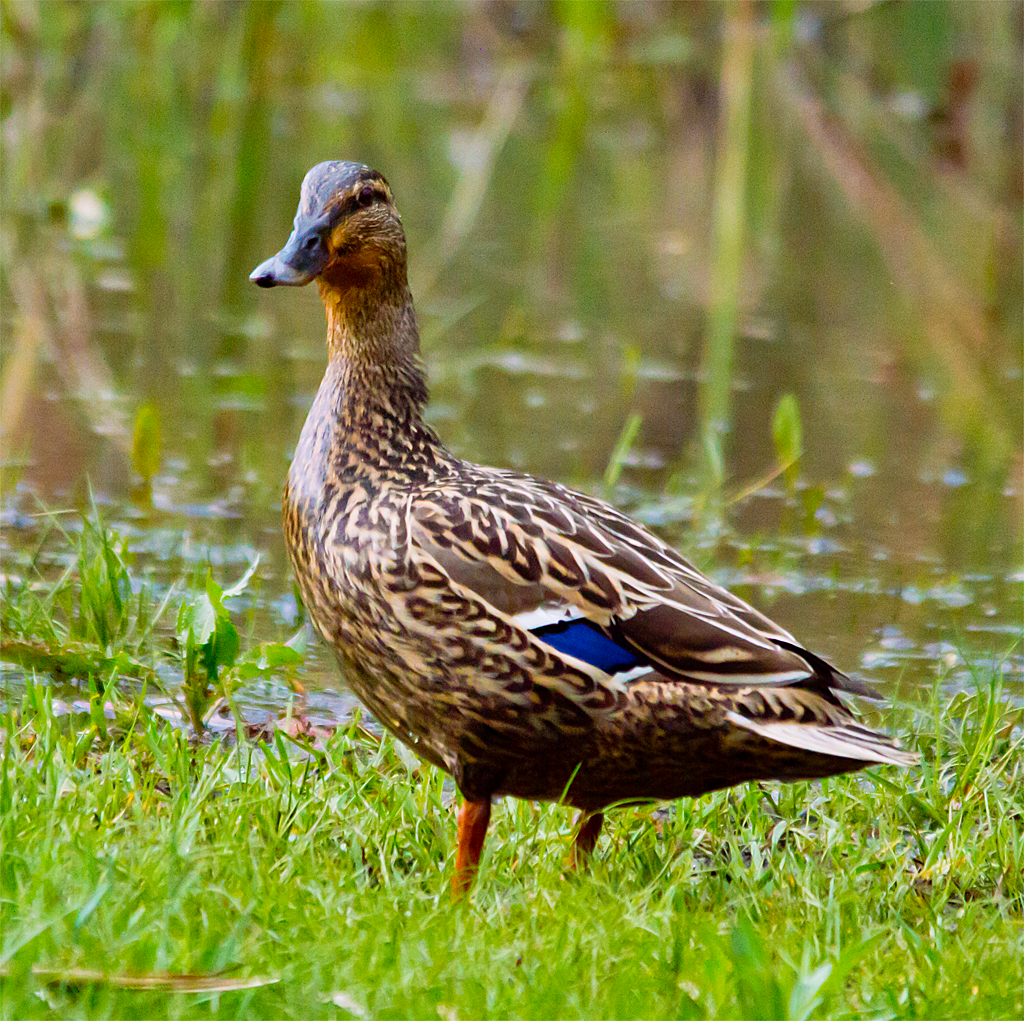 Mallard