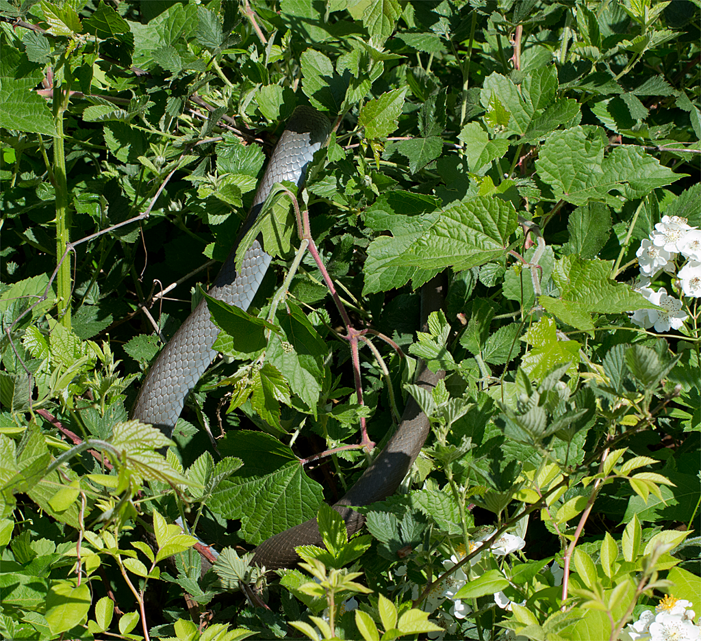 Northern Black Racer