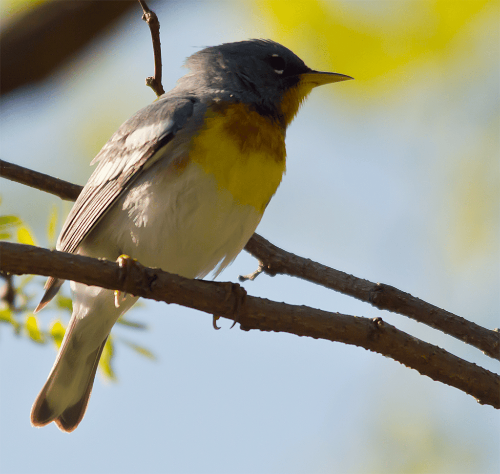 Northern Parula