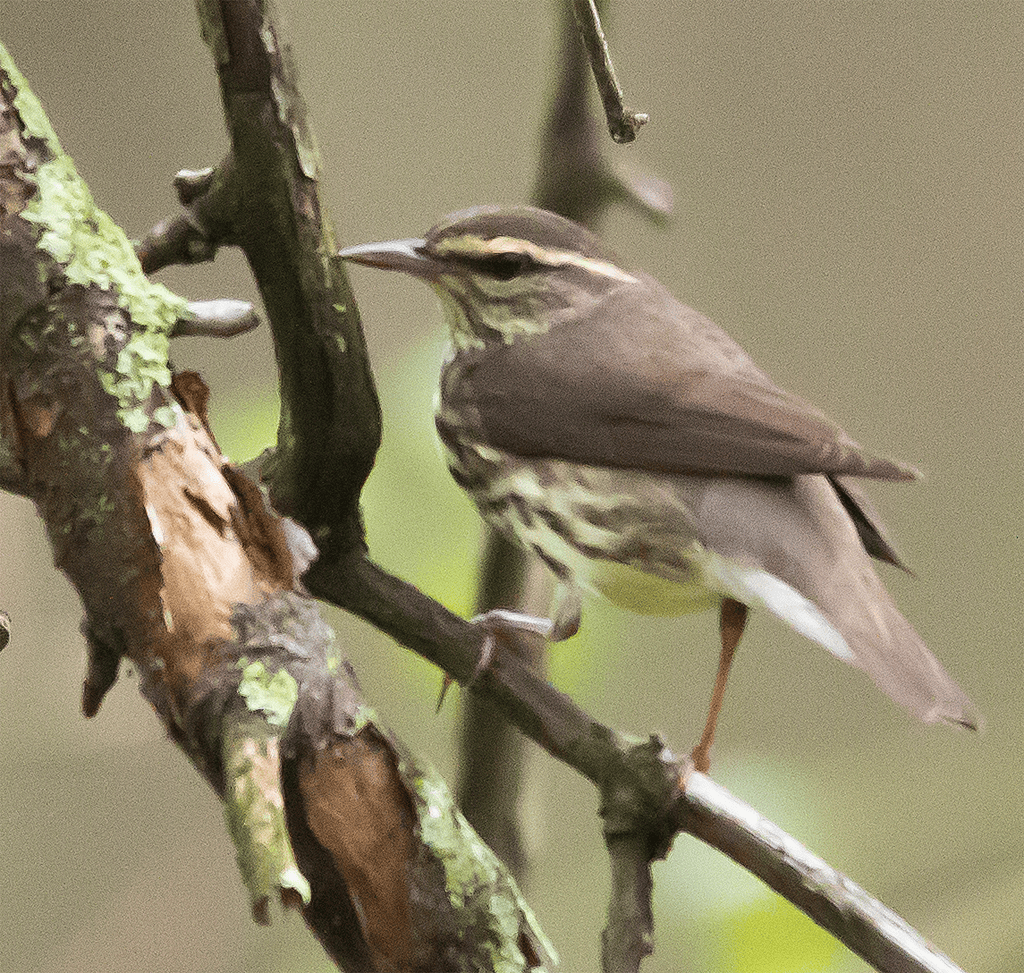 Northern Waterthrush