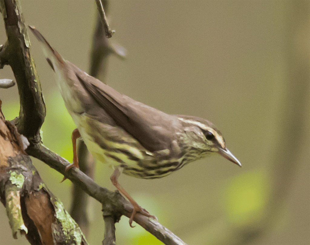 Northern Waterthrush