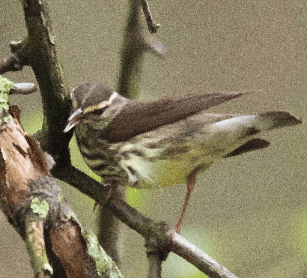 Northern Waterthrush