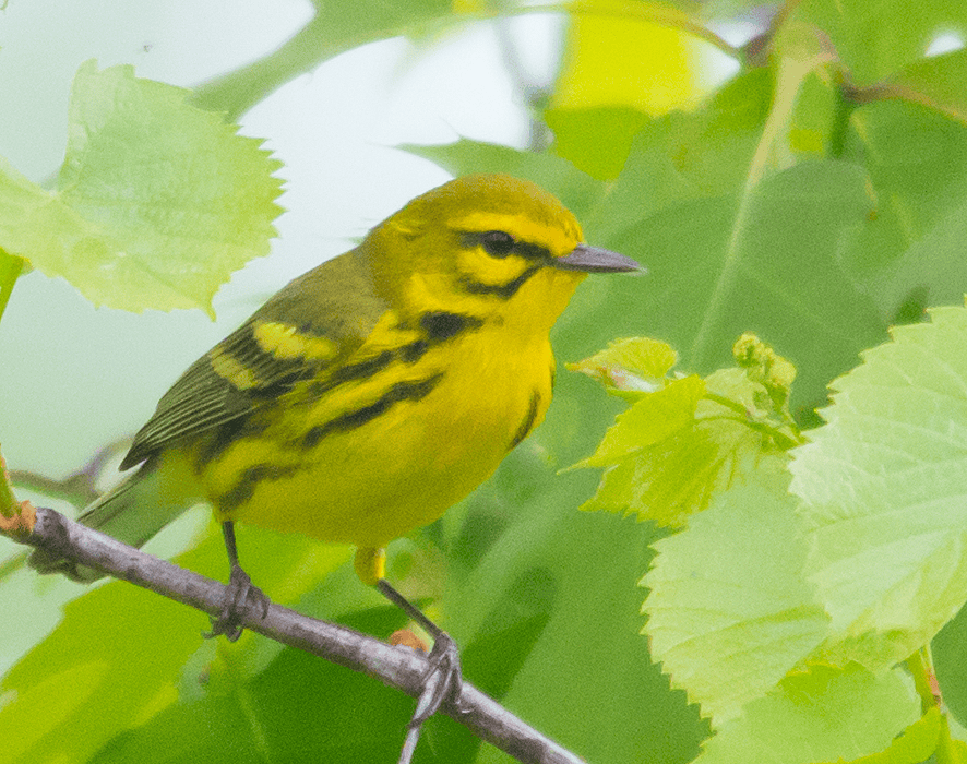 Prairie Warbler