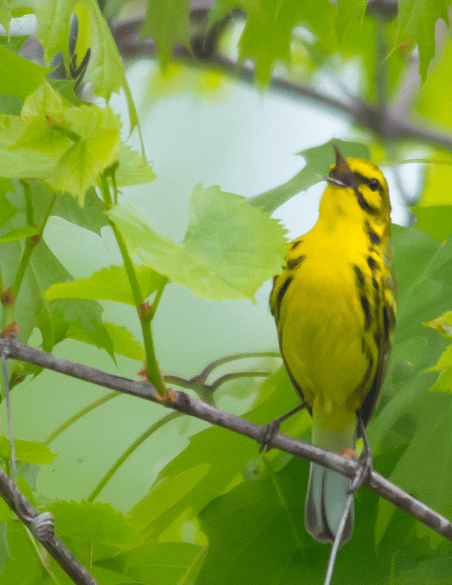 Prairie Warbler