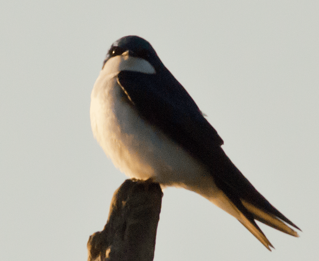 Tree Swallow