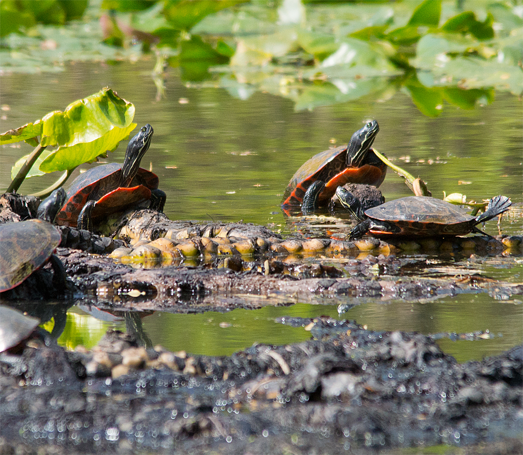 Turtle