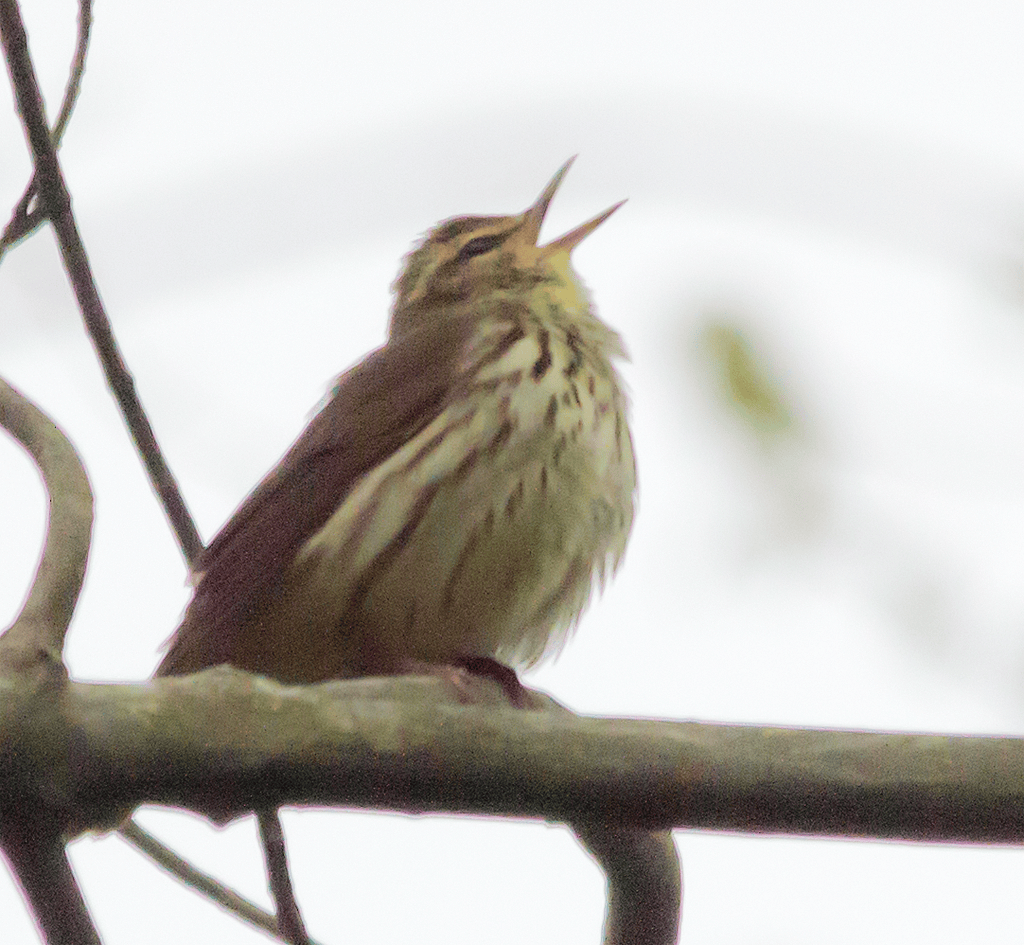 Northern Waterthrush