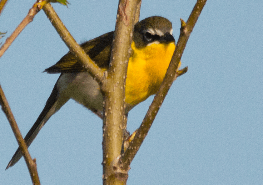Yellow Breasted Chat