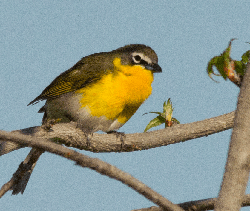 Yellow Breasted Chat