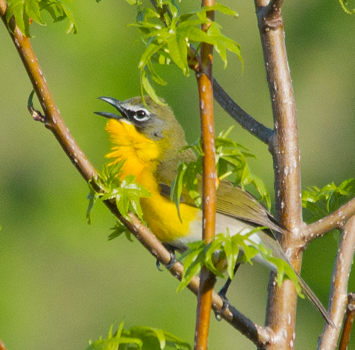 Yellow Breasted Chat