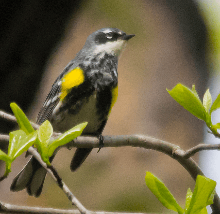 Yellow Rumped Warbler