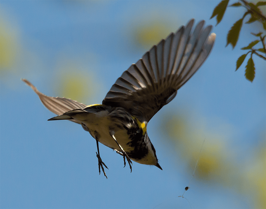 Yellow Rumped Warbler