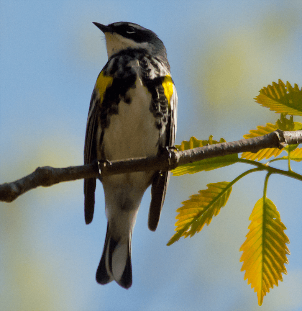 Yellow Rumped Warbler