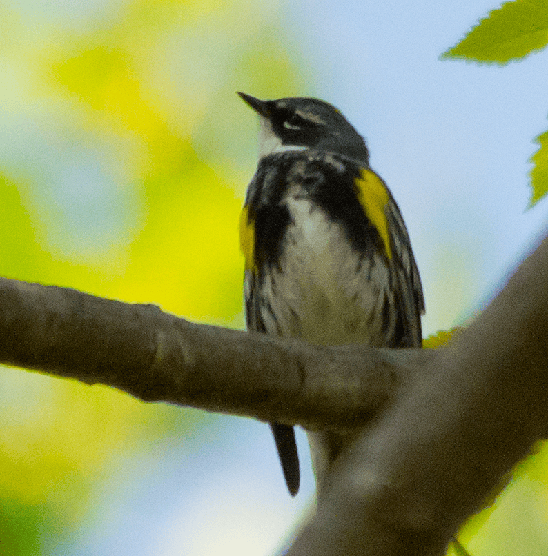 Yellow Rumped Warbler