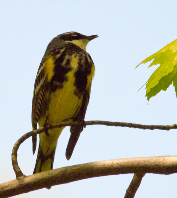 Yellow Rumped Warbler