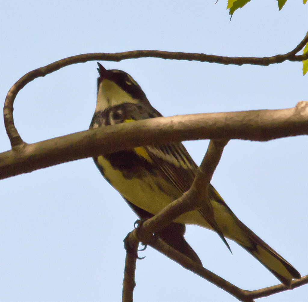 Yellow Rumped Warbler