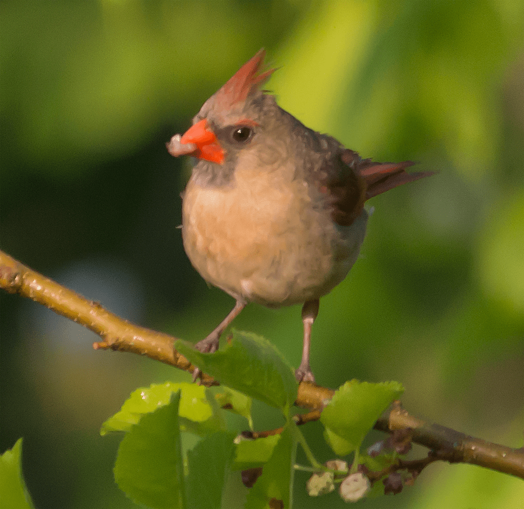 Northern Cardinal