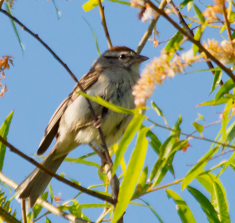 Chipping Sparrow