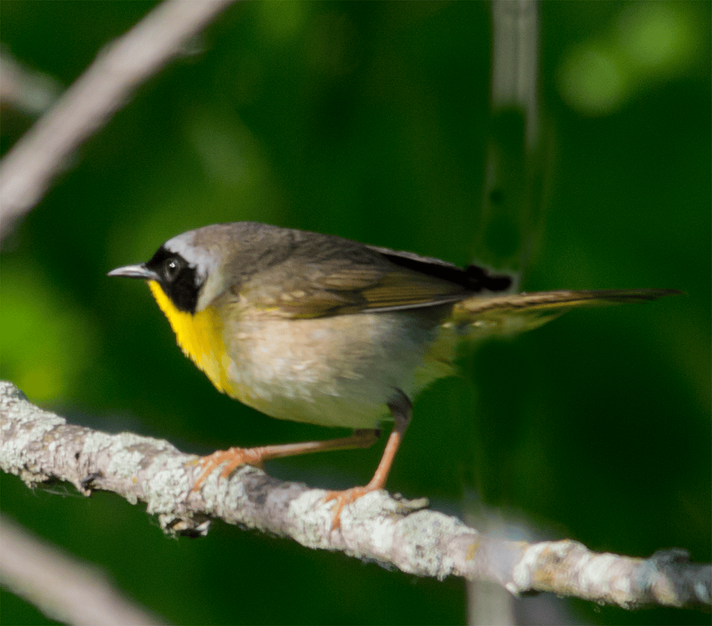 Common Yellowthroat