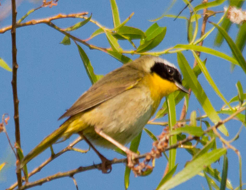 Common Yellowthroat