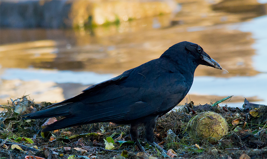Crow