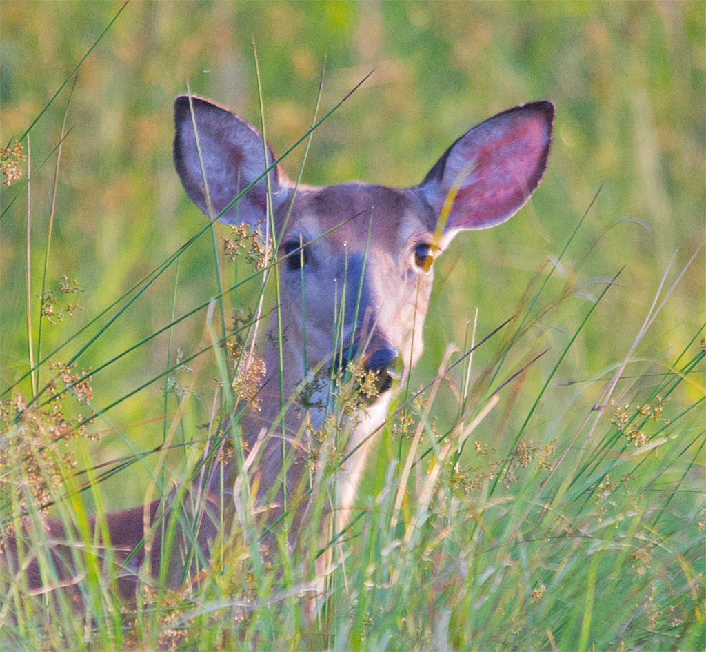 Deer