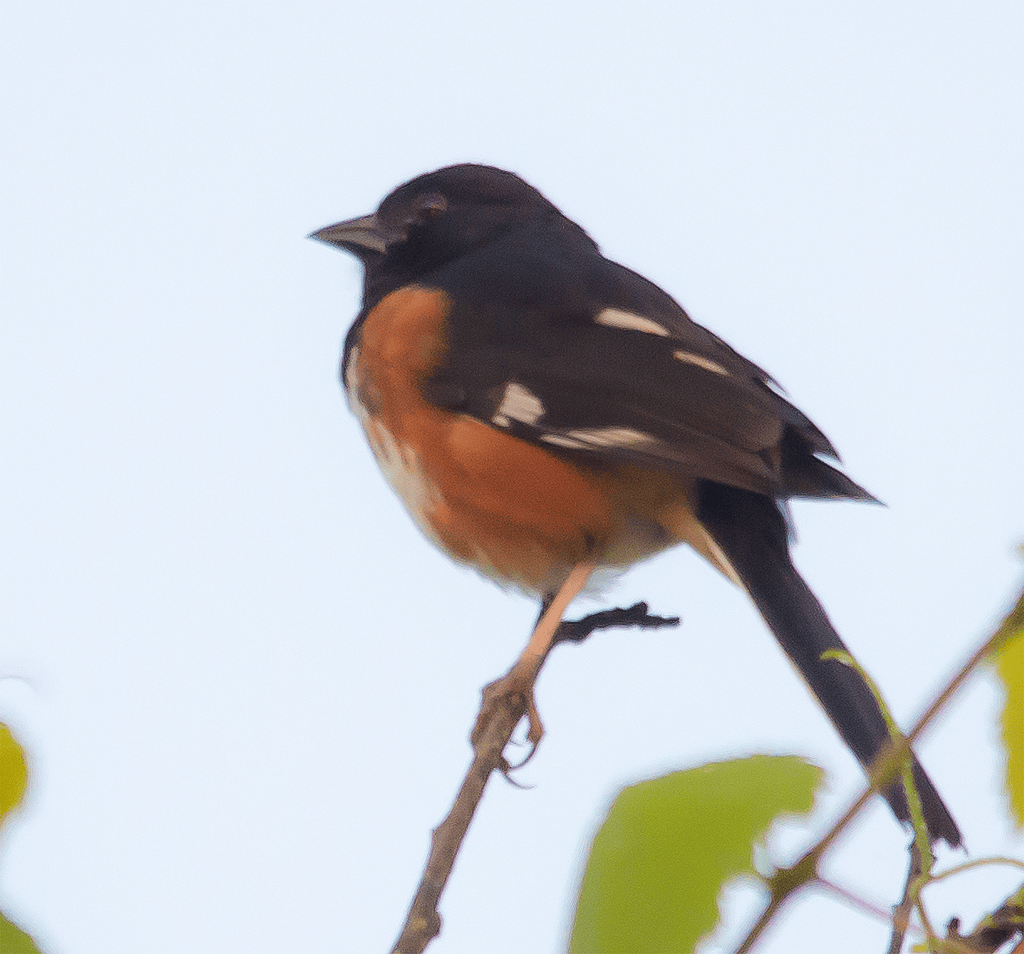 Eastern Towhee