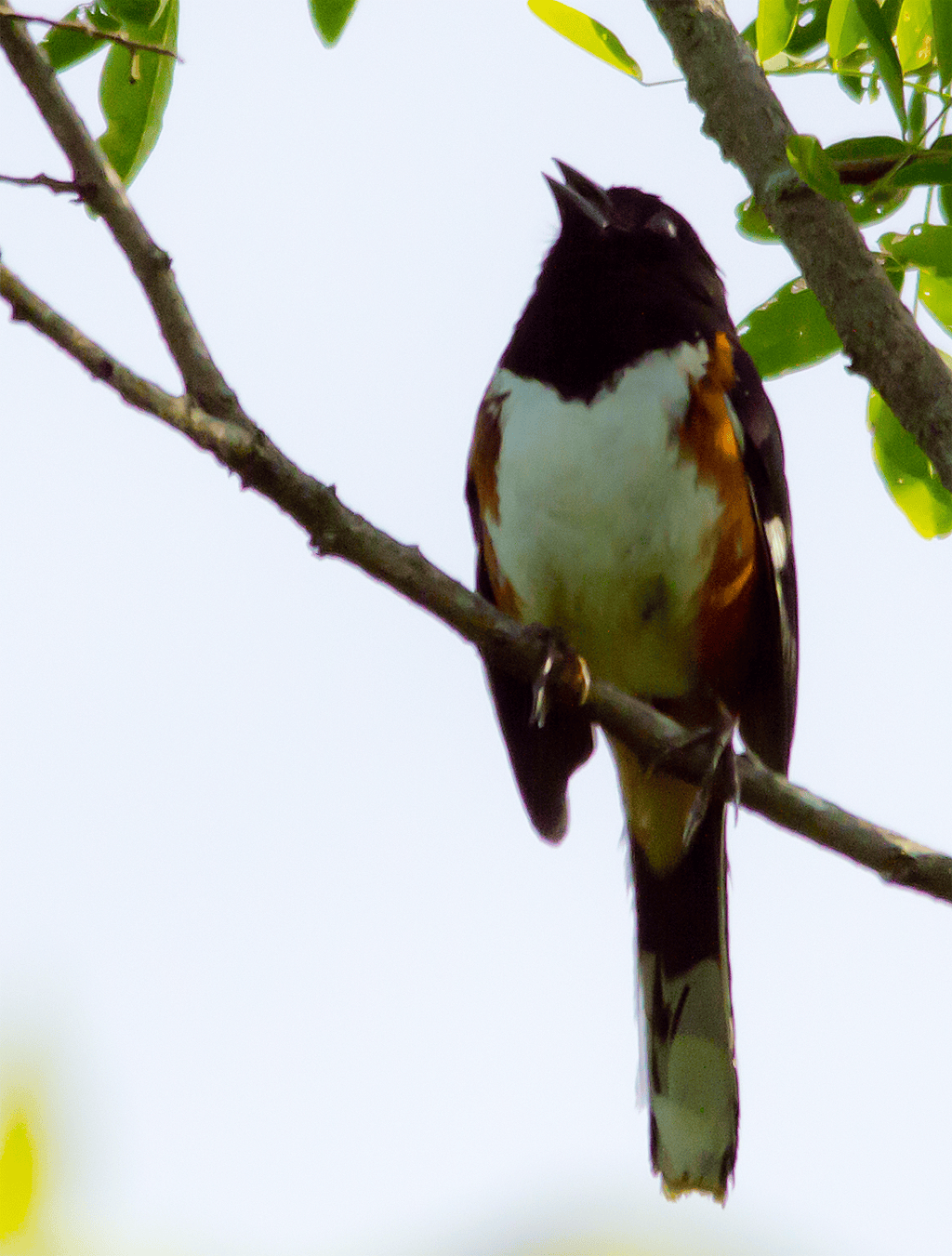 Eastern Towhee
