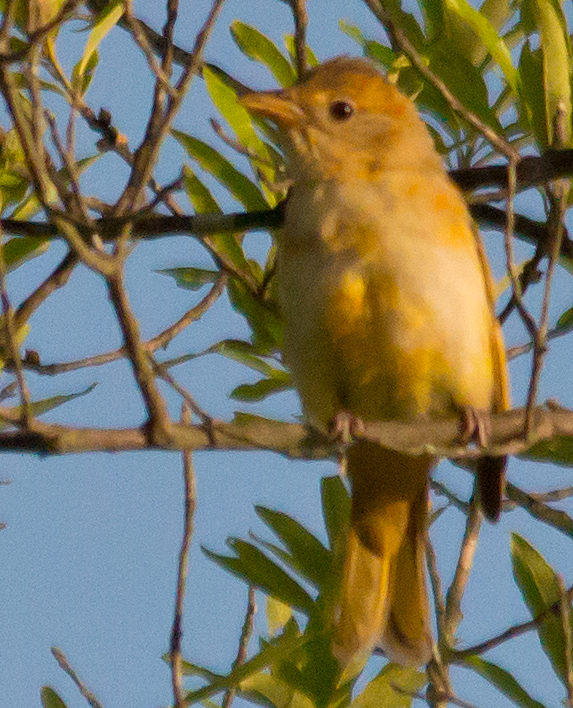 Flycatcher