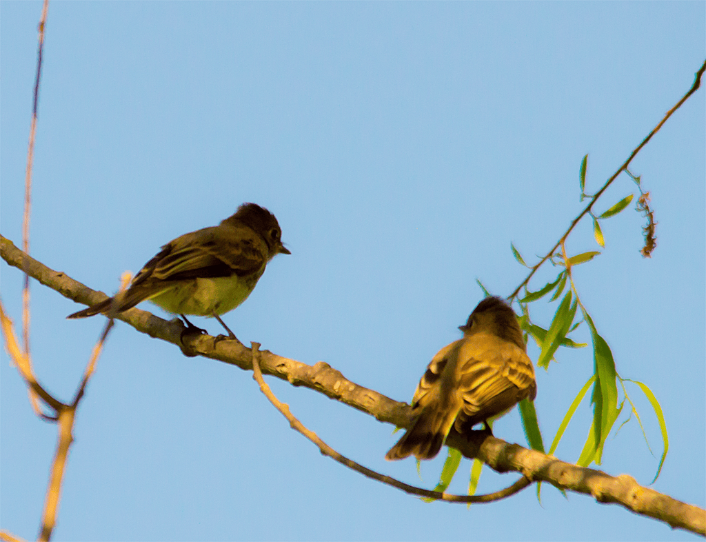Flycatcher
