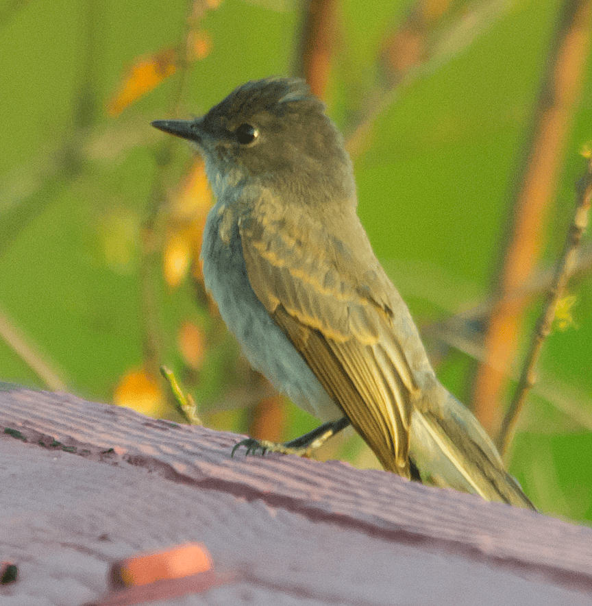 Eastern Phoebe