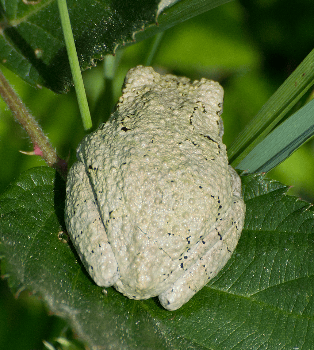 Gray Tree Frog