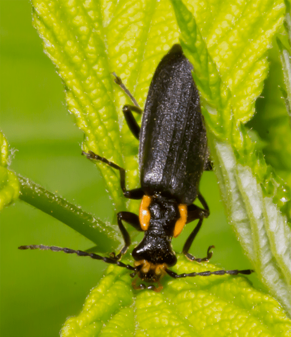 Insect 191