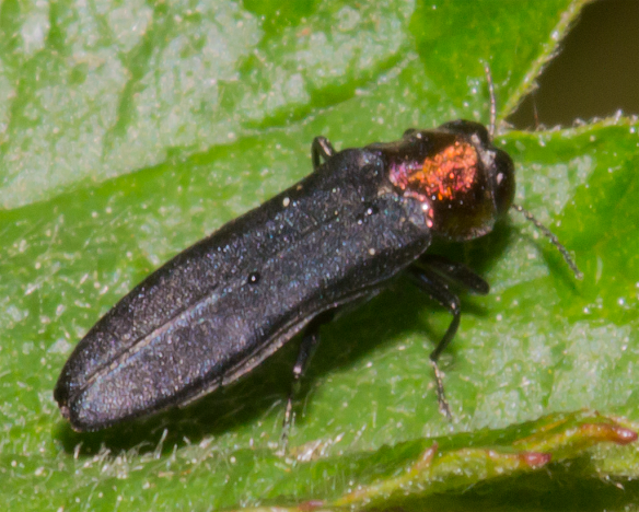 Insect 192