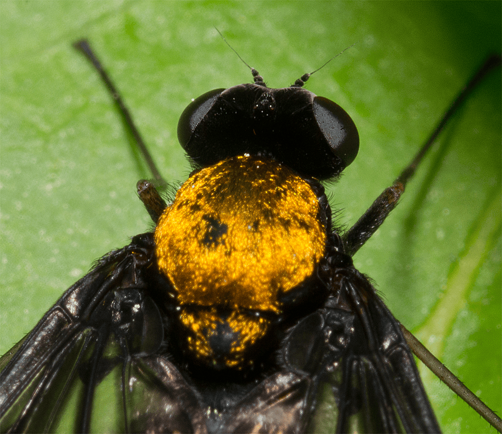 Golden Backed Snipe Fly