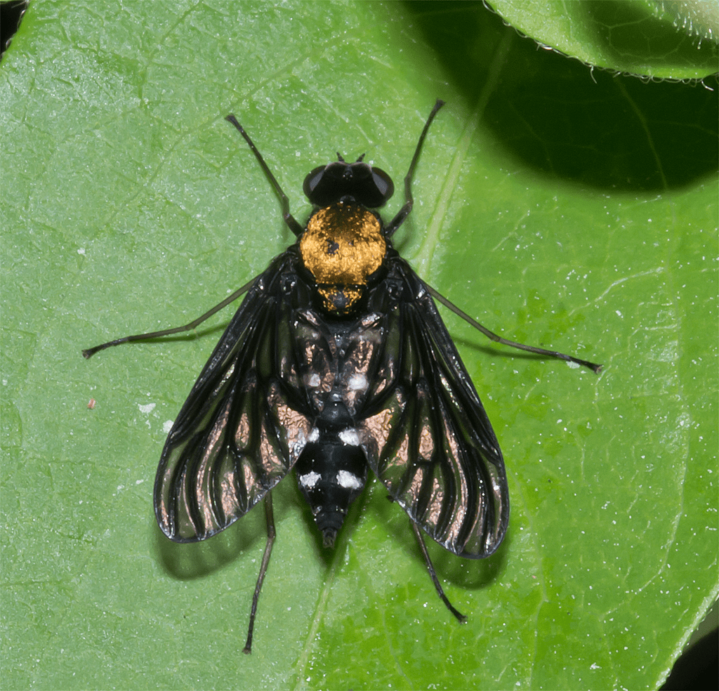 Golden Backed Snipe Fly