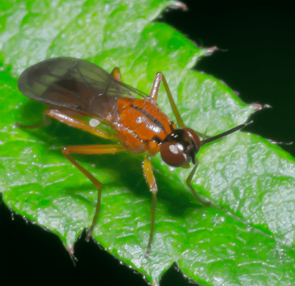 Insect 196