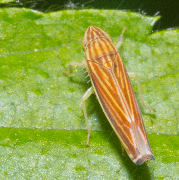 Insect 197