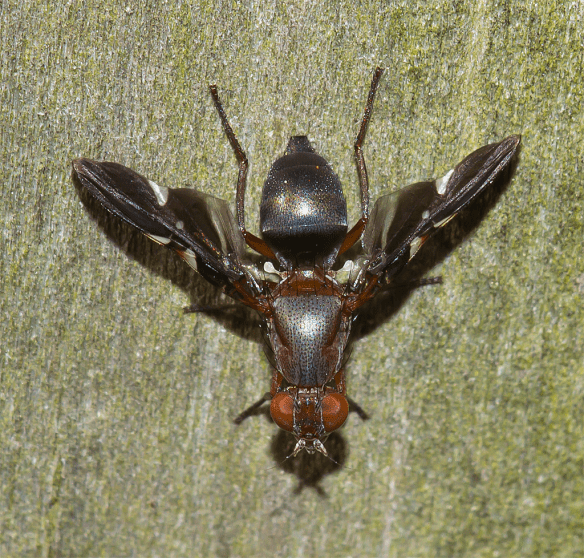 Insect 202