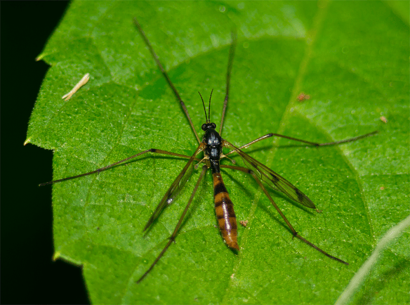 Insect 203