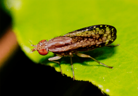 Insect 208