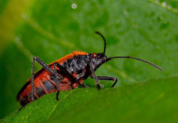 Insect 209