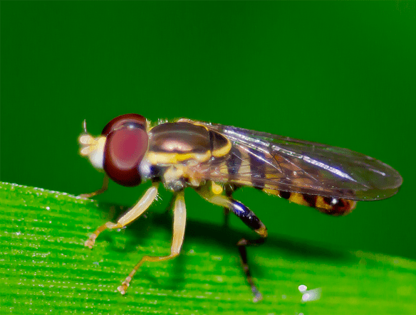 Insect 210