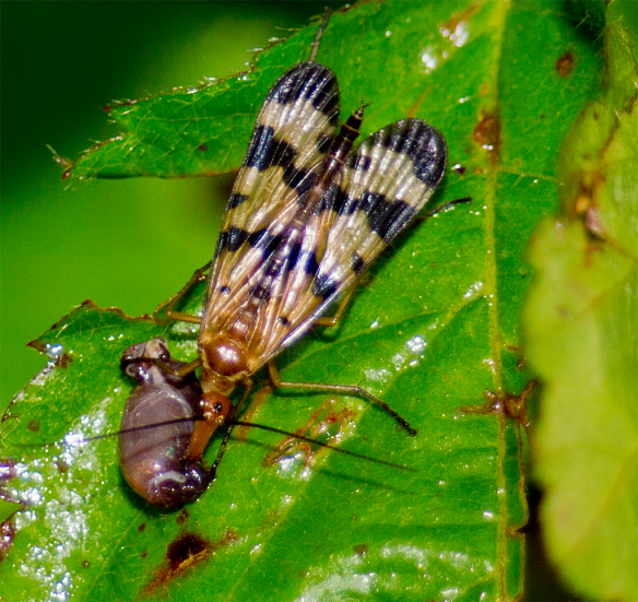 Insect 211