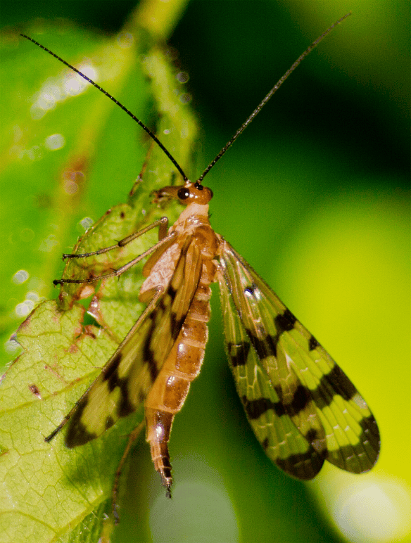 Insect 212